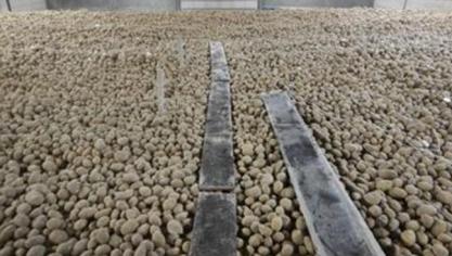 Des planches sur le tas, permettent d’aller voir régulièrement les pommes de terre, sans abimer les tubercules.