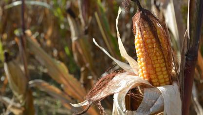 Seules de faibles évolutions de  la teneur en humidité sont attendues au-delà du 15 novembre.