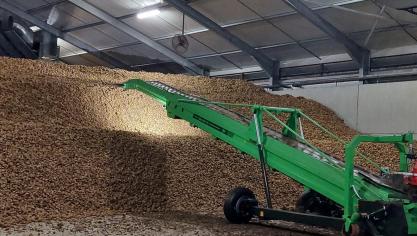 Les 7 variétés suivies couvrent probablement environ 80% des superficies belges de pomme de terre de consommation.