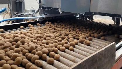 Pour les producteurs de pommes de terre de transformation, la disponibilité en plants constituait sans conteste le défi du printemps dernier.