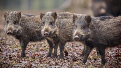 les chasseurs doivent notamment surveiller de près leur propre zone et la santé de la population de sangliers pour être attentifs aux signes de maladie chez les animaux.