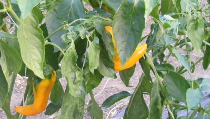 Il ne faut pas se fier uniquement à la couleur pour estimer la saveur piquante des piments.