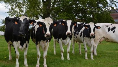 Les fermes classées comme les plus durables sont celles qui privilégient notamment les prairies pour leurs animaux.