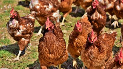 La mesure se veut préventive, dans un contexte où des infections ont été détectées dans des élevages aux Pays-Bas et en Allemagne.