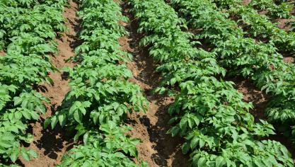 En Belgique, la pomme de terre représente plus  de 100.000 ha, dont 45 % sont situés en Wallonie.