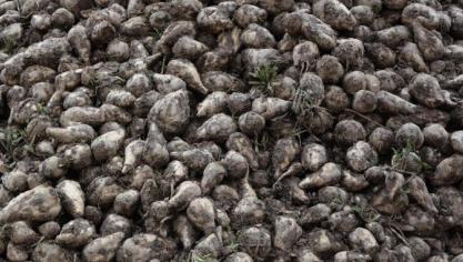 Concernant les betteraves, les agriculteurs ont enregistré une perte de rendement de 5% par rapport à l