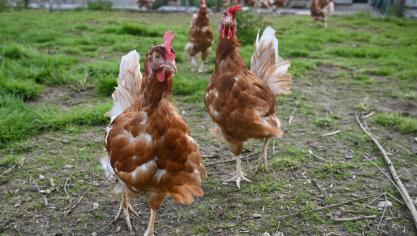La grippe aviaire A (H5N1) est apparue pour la première fois en 1996 mais, depuis 2020, le nombre des foyers chez les oiseaux a explosé et un nombre croissant d’espèces de mammifères ont été touchées.