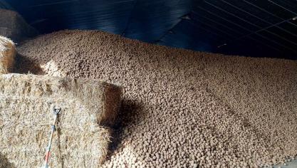 Toutes variétés confondues, les stocks belges de pommes de terre de conservation au 15 novembre  sont estimés à 3,27 Mt, soit 60.000t inférieurs à l’an dernier (3,33 Mt) et 60.000 t supérieurs  à la moyenne des 3 dernières années (3,21 Mt).