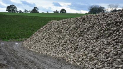 La valeur de production des betteraves sucrières afficherait, un net recul, évalué à-23,2%.