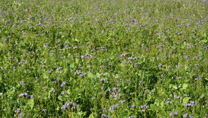 Afin de maximiser l’intérêt agronomique et environnemental des engrais vert, l’objectif est d’atteindre 2 à 3 t de MS/ha (ou un minimum de 1,5 t), ce qui représente au minimum un couvert à la hauteur du genou.