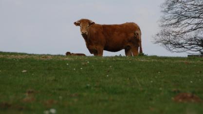 Le Copa-Cogeca souhaite que la prochaine Pac soit tournée vers une amélioration de la position des agriculteurs dans la chaîne alimentaire tout en maintenant les  paiements directs.