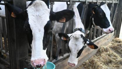 Plusieurs éléments sont primordiaux pour avoir des bêtes en bonne santé. La base? Un foie qui fonctionne correctement.