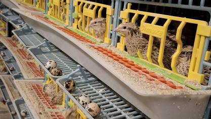 Les cailles, arrivées fin septembre, produiront des œufs de taille constante 4 à 8 semaines plus tard. Soit, un timing idéal, puisque la pleine ponte coincide avec la période de préparation des fêtes.