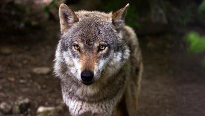 wolf-635063_1920
