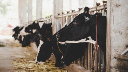 Selon l’entreprise, en améliorant la santé de la mamelle, Titan contribue à augmenter la production et la qualité du lait, et favorise également le bien-être des animaux