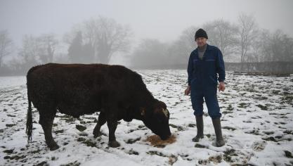 Un des taureaux de l’exploitation. Chaque année, l’éleveur en utilise deux sur ses vaches : un plus laitier, un plus viandeux.
