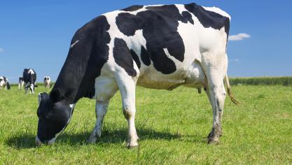 Le prix des vaches laitières de réforme a continué de croître avant les fêtes, malgré une demande habituellement moindre à Noël. Cette tendance se poursuit en 2025.