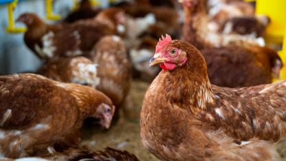 Excepté en Angleterre, aucune infection de grippe aviaire chez l’homme n’a été détectée en Europe.