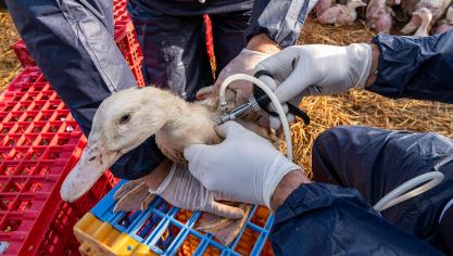 Chaque année, ce sont 60 millions de canards qui sont vaccinés en France. Un effort qui a coûté 100 millions €,  bien en-deçà du milliard € qui avait été dépensé en indemnisations.