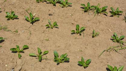Pour rappel, il est important de mélanger  le Conviso One avec, au minimum, un autre  herbicide de mode d’action non-ALS