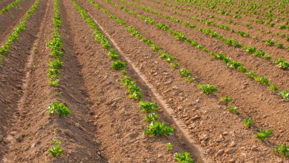 Avec l’augmentation très probable des surfaces pommes de terre ainsi qu’un marché à l’export incertain, les producteurs doivent être conscients qu’ils prennent des risques en augmentant leurs emblavements.