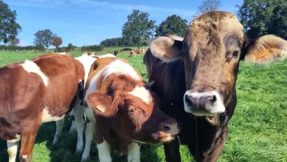 Le taux de réforme du troupeau est de 8%.La longévité des vaches demande d’élever moins de génisses pour lerenouvellement et permet d’être plus rentable.