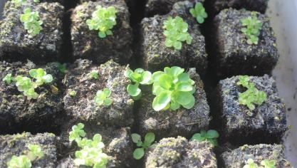 Lorsqu’il y a trop de semences par motte, il faut rapidement éliminer de nombreuses plantules. Des arrosages trop brutaux ont emmené des semences hors des mottes pressées.