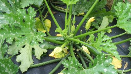 La plante présente des fleurs mâles au bout d’un pédoncule long et mince, tandis que ses fleurs femelles se trouvent sur un pédoncule court et fort.