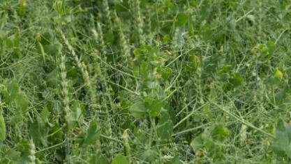 Une surfertilisation de cette association est contre-productive car elle entrave la «fertilisation naturelle» apportée par les nodosités symbiotiques du pois.