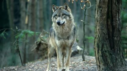 Le déclassement d’espèce «strictement protégée» à «protégée» aété convenu dans le cadre de la Convention de Berne relative à la conservation de la vie sauvage et du milieu naturel en Europe.