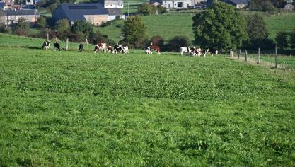 De manière optimale, les vaches laitières doivent changer de paddock après chaque traite et au minimum une fois par jour.