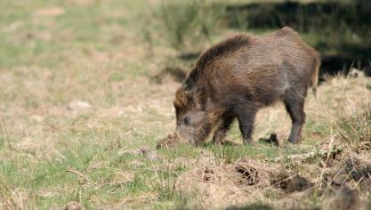 Le logiciel aide les experts agronomes à estimer au plus juste le montant des dégâts de la faune sauvage.