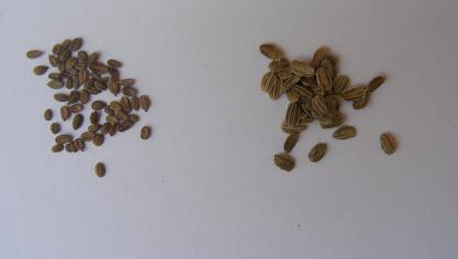 Les carottes hâtives mettent plusieurs semaines à lever tant que la température du sol est faible au printemps. La prégermination permet une levée rapide et des interventions aisées de désherbage.