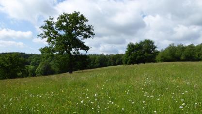 Après dix éditions réussies, le concours adopte une nouvelle dénomination : « Qu’elle est belle ma prairie ! Des fermes autonomes, des prairies florissantes ».