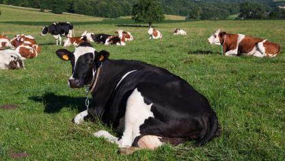 vachesvaches