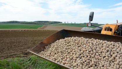 Selon Belpotato.be, certains producteurs voient leurs contrats être réduits  de 10 ou 20 %.