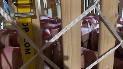 Des cochons vers l’Asie.