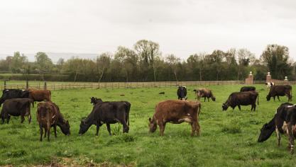 cows-grazing-nature