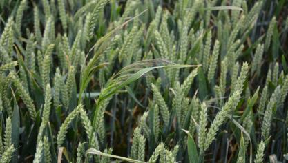 En Belgique, le vulpin et le jouet du vent sont les mauvaises herbes susceptibles de poser le plus de problèmes aux céréaliers.