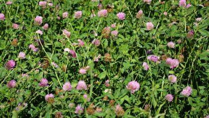 Pour les prairies temporaires composées de mélanges contenant des trèfles violets et/ou de la luzerne, les quantités d’azote fixées avoisinent 300 unités/ha et par année, selon les essais de Fourrages Mieux.