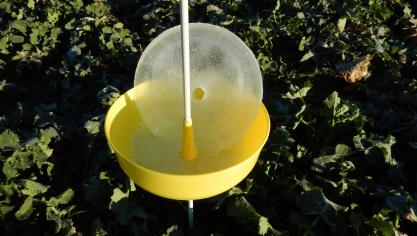 Malgré les basses températures et la présence de glace dans le piège suite au gel nocturne de la semaine passée, les insectes ravageurs du colza seront à surveiller de près, avec le retour annoncé des conditions printanières.