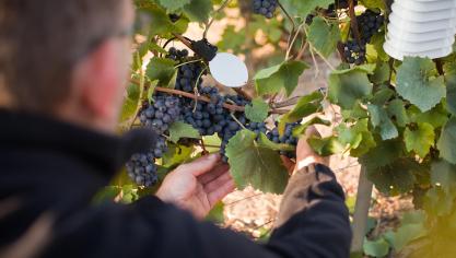 Le Leafcrop mesure l’humectation  du feuillage et se positionne au plus proche des bourgeons, ou dans le feuillage, en fonction de ce que souhaite  le viticulteur.