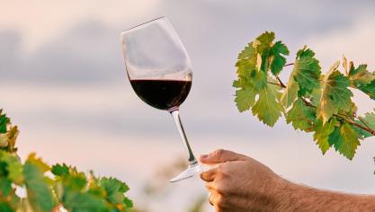 Selon les chiffres, le nombre de viticulteurs continue à augmenter, de même que le nombre d