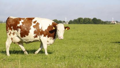 closeup-shot-cow-grazing-field-sunny-afternoon
