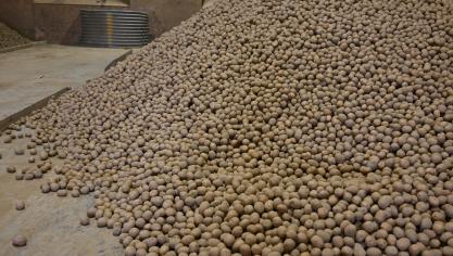 Afin de garantir le séchage et la cicatrisation rapide, il est idéal de vider les big-bags ou d’étaler les plants.