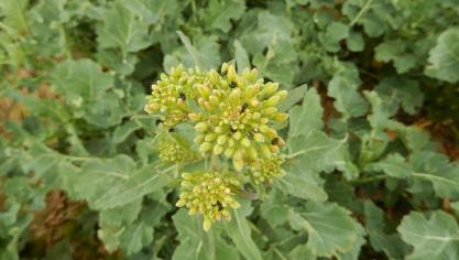 Les méligèthes recherchent du pollen pour se nourrir et en trouvent sur les étamines des fleurs ouvertes ou perforent les boutons floraux encore fermés.