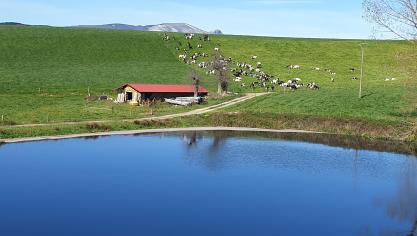 Dans la ferme espagnole, durant la saison estivale, le pâturage représente environ 15 % de l’ingestion quotidienne.