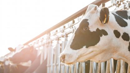 Plusieurs organisations soulignent l’importance des protéines animales pour nourrir l’Europe.