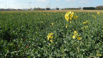 Les méligèthes seront comptés sur les plantes qui ne portent pas encore de fleurs, car les attaques de boutons floraux représentent un danger pour la culture.