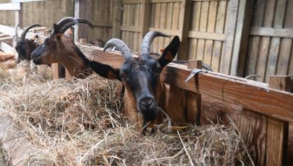 Avec cette filière, les éleveurs caprins disposent désormais d’une solution concrète pour valoriser leurs chevreaux, dans un circuit organisé et équitable.